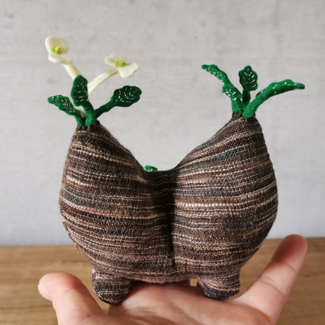 ユーフォルビア フィッシュスケール フィッシュボーン ユーフォルビア フィッシュスケール 【公式通販】