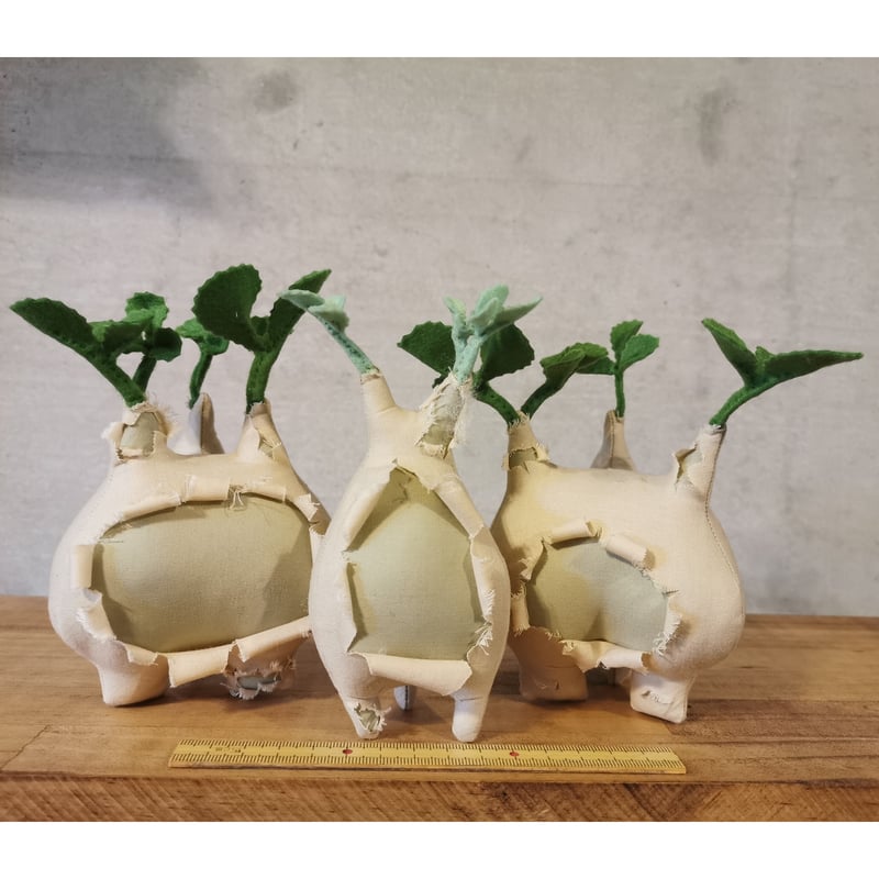 塊根まん ・キフォステンマ ウター マクロプス&ベティフォルメ3兄弟  