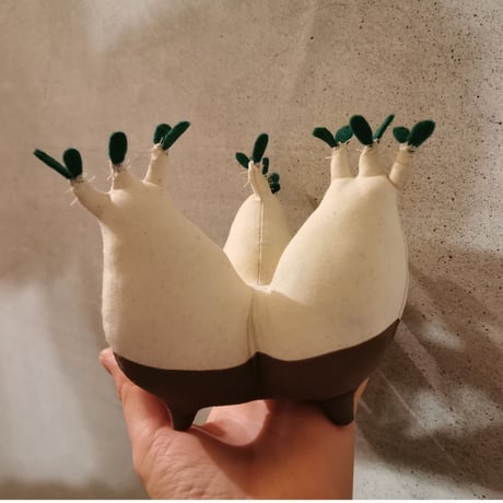 ●Zooo Plants 塊根まん3点セット ○Zooo Plants 塊根まん3点セット600