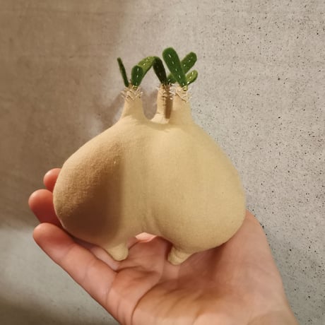 ●Zooo Plants 塊根まん3点セット Zooo Plants 塊根まん3点セット