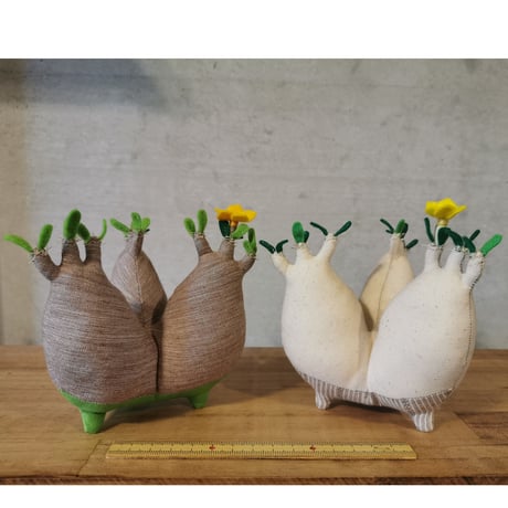 塊根まん | STORES