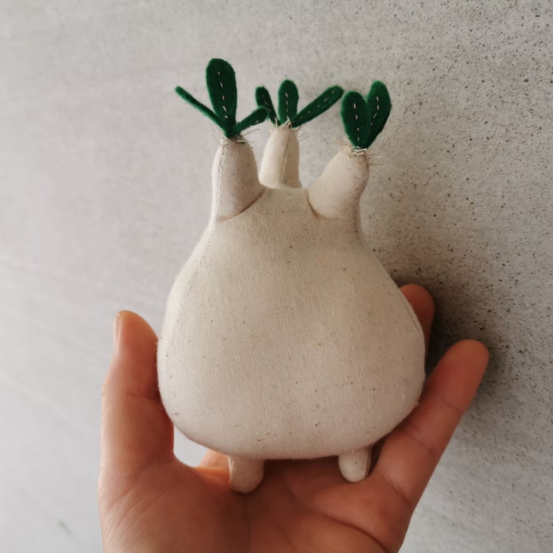 塊根まん・グラキリス | Zooo plants ☆ ズープランツ