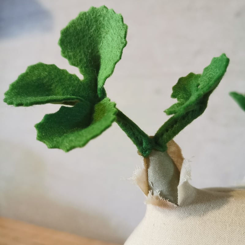 Zooo Plants 塊根まん3点セット 【公式通販】