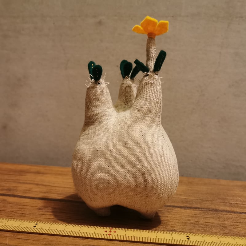 お花の咲いた塊根まん・グラキリス | Zooo plants ☆ ズープランツ