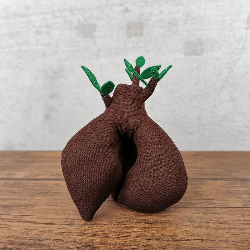Zooo Plants 塊根まん3点セット 塊根まん・ガジュマル | Zooo plants/ズープランツ