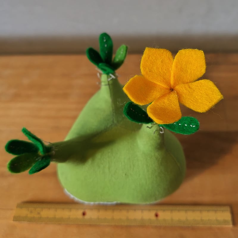 てつ様　グラキリス パキポディウム グラキリス 多頭 Pachypodium gracilius 発根済