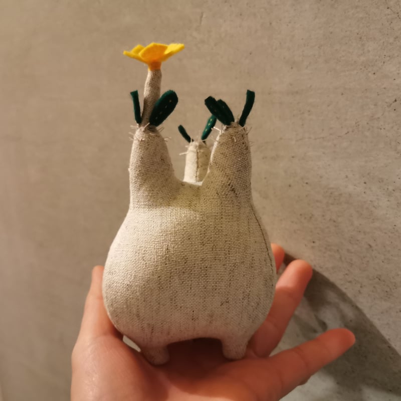 お花の咲いた塊根まん・グラキリス | Zooo plants ☆ ズープランツ