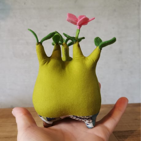 Zooo Plants 塊根まん3点セット 塊根まん | STORES
