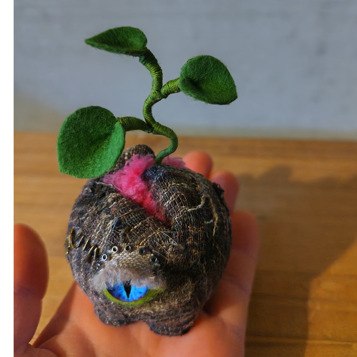 u*o様 亀甲竜 キッコウリュウ（亀甲竜）育て方付き｜e-花屋さん