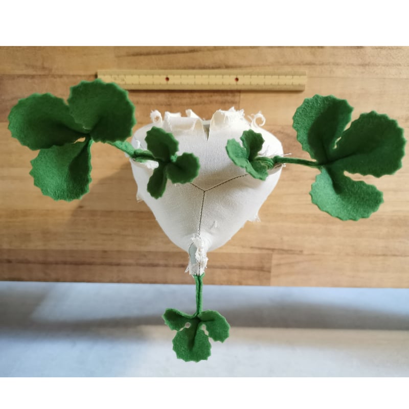 Zooo Plants 塊根まん3点セット 【公式通販】