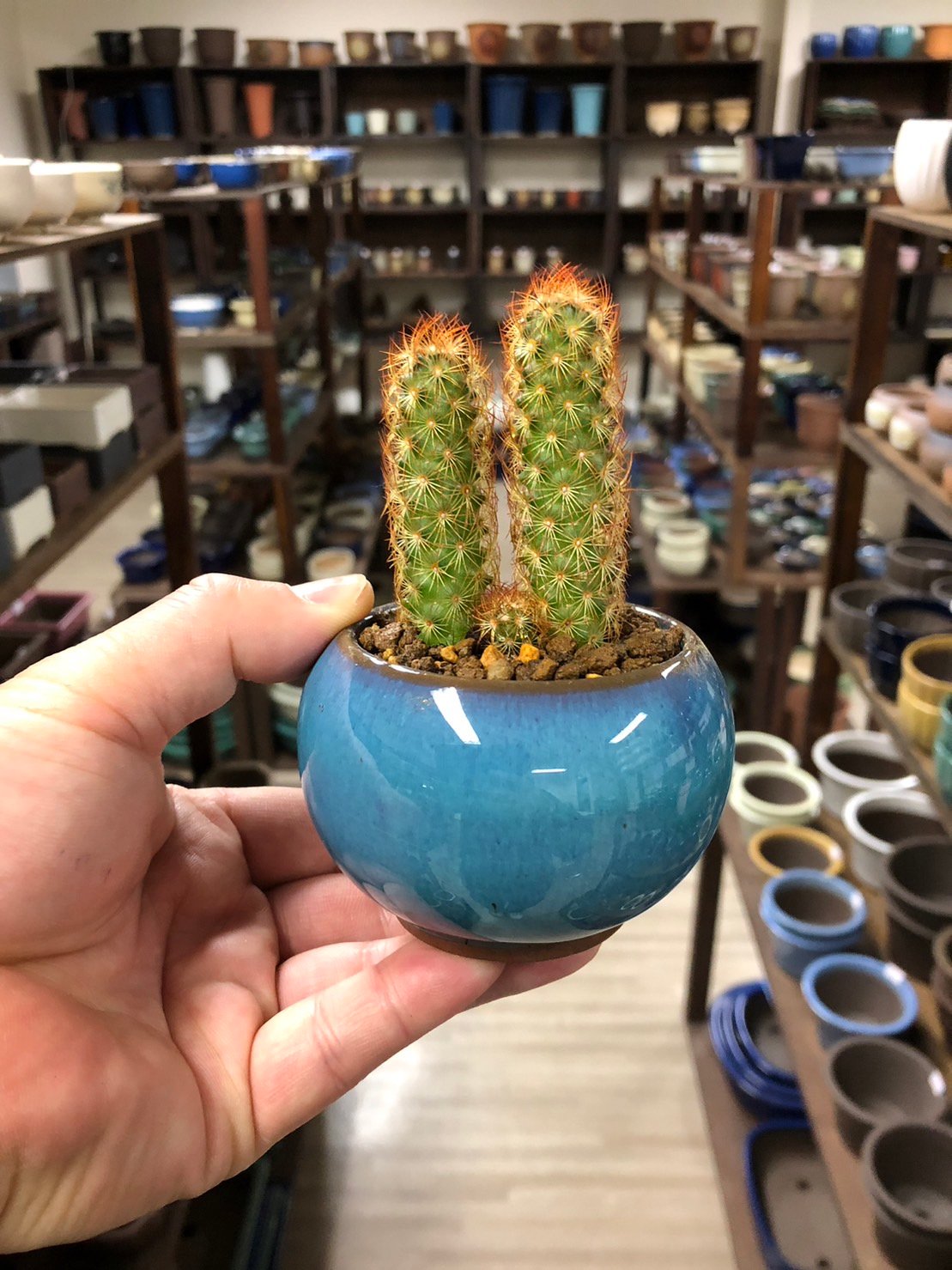 サボテン 湘陽丸 6.5号鉢 サボテン 湘陽丸 6.5号鉢 サボテン 湘陽丸 6.5号鉢