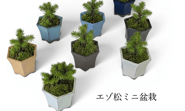 鉢マニア