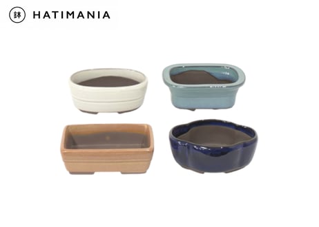 CATEGORY 4 | 鉢マニア