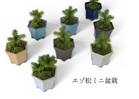エゾ松ミニ盆栽