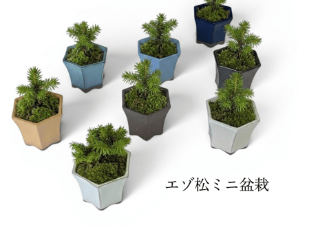 エゾ松ミニ盆栽