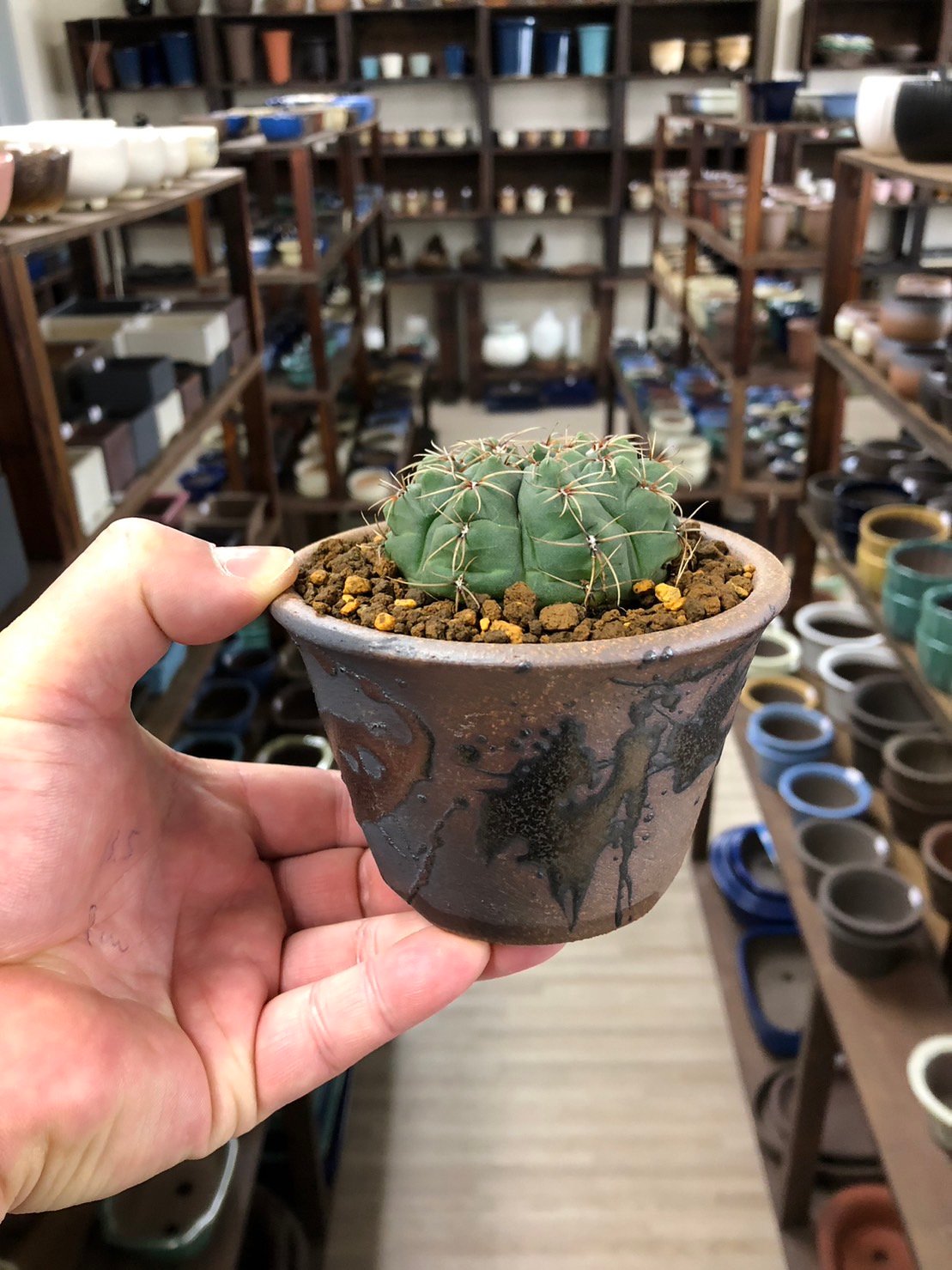 8色から選んで下さい】 浅型鉢 3.5号 | 鉢マニア