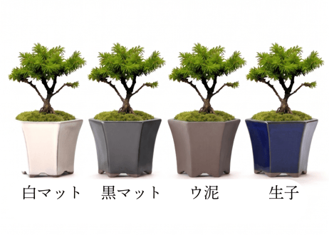 エゾ松ミニ盆栽