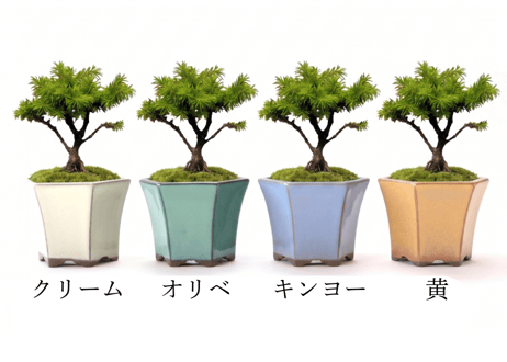 エゾ松ミニ盆栽