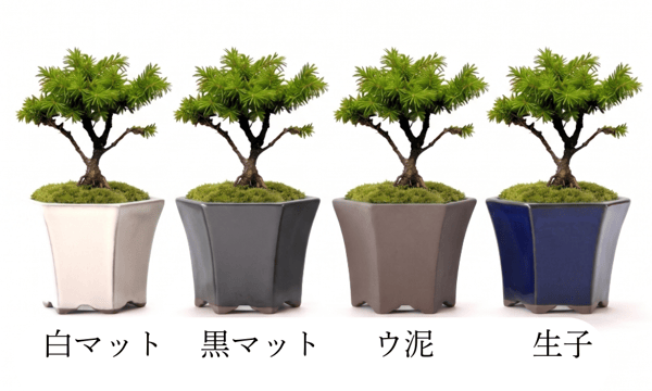 鉢マニア