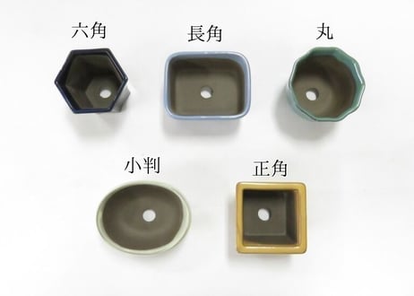 色アソート 5点 2.5～3号 小鉢