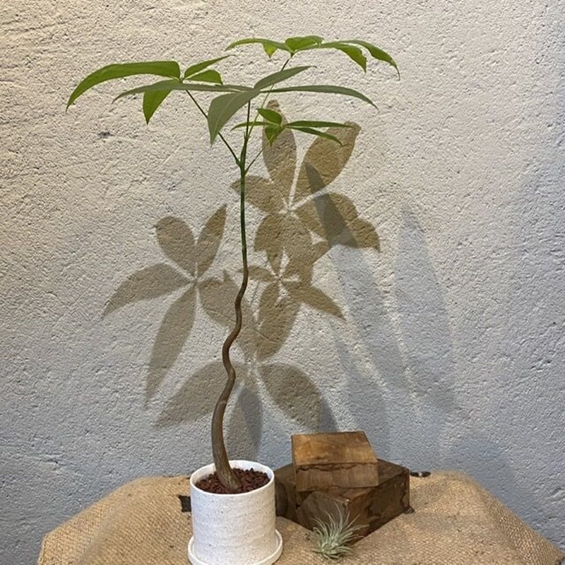 パキラ　2本苗スパイラル＋曲がり幹幹仕立て パキラ2本苗スパイラル＋曲がり幹幹仕立て