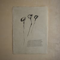 はす（Lotus）