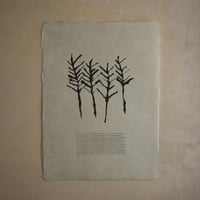 とうもろこし（Ears of corn）