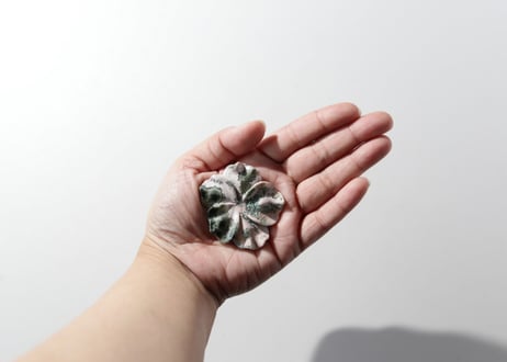 【海風のとなり】オーシャンジャスパーの花