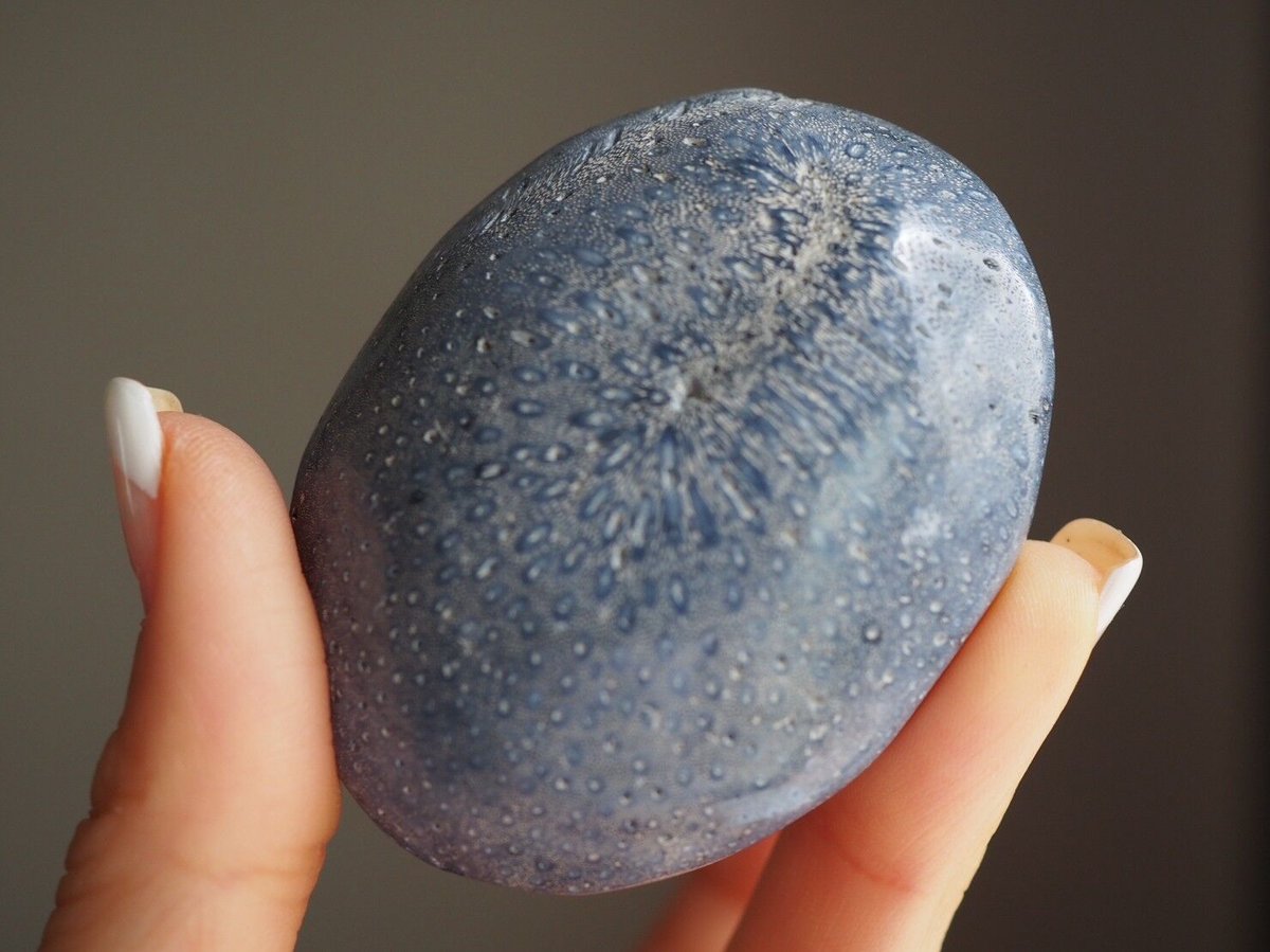 生きる力】ブルーフォッシルコーラルの握り石 | Y.S.Y24