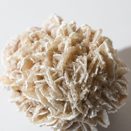 デザートローズ 新品未使用 デザートローズ | STORES