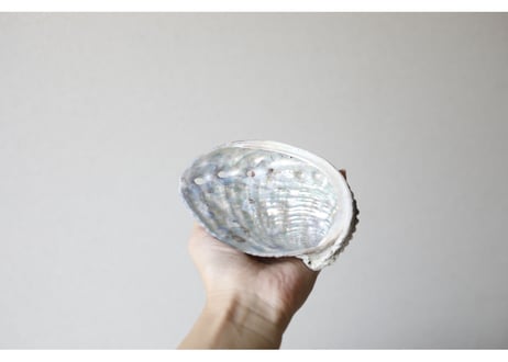 アワビの貝殻(12cm)　※クーポン使用不可