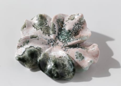 【海風のとなり】オーシャンジャスパーの花