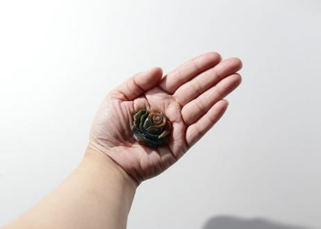 【ベルサイユ】オーシャンジャスパーの花