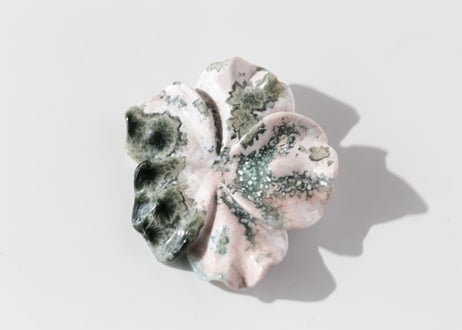 【海風のとなり】オーシャンジャスパーの花
