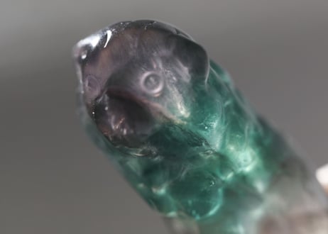 【emerald】フローライト ライオン