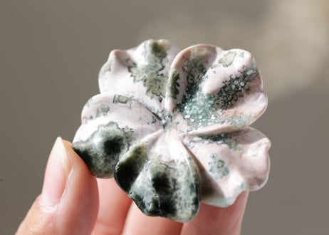【海風のとなり】オーシャンジャスパーの花