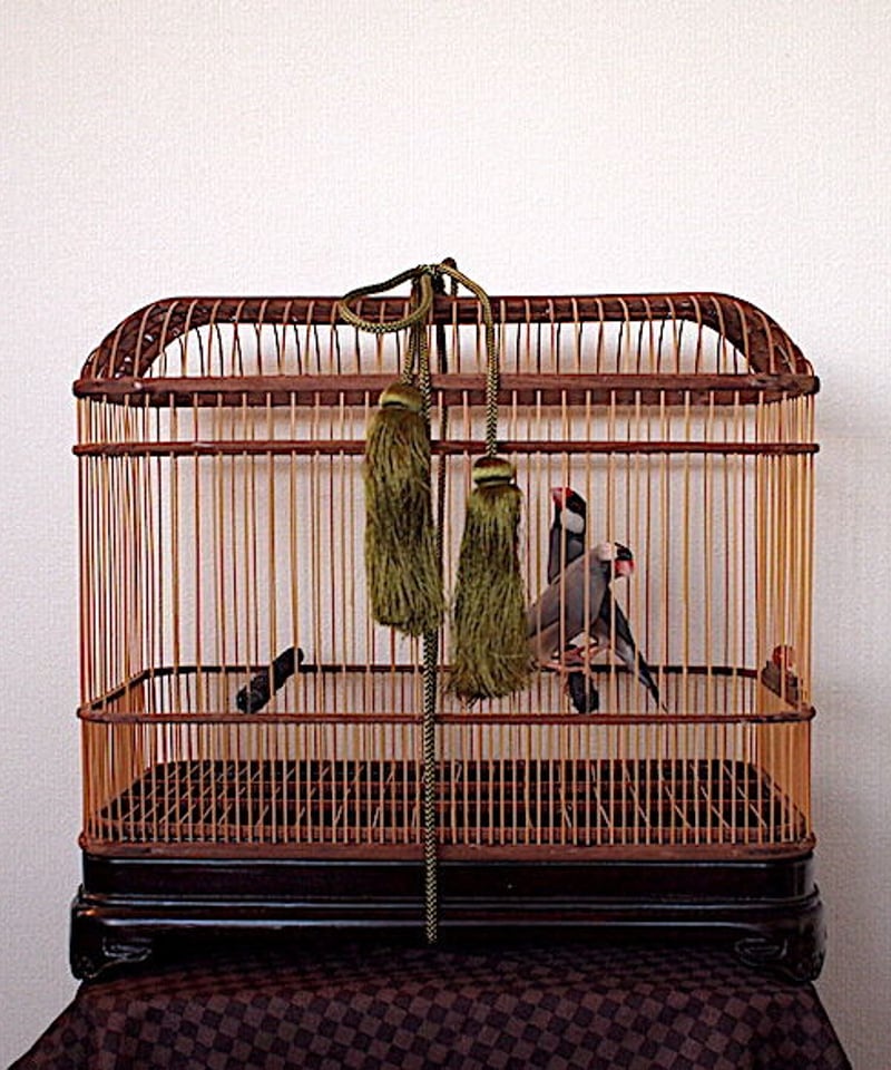 レンタルトリカゴ 大名 | トリカゴ