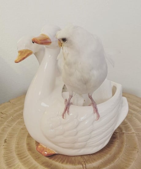 ツインダッグ