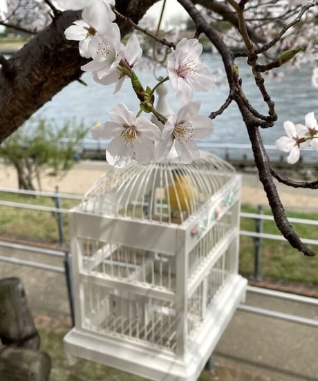 おかしのおうちみたいなとりかご