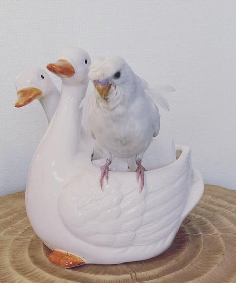 ツインダッグ