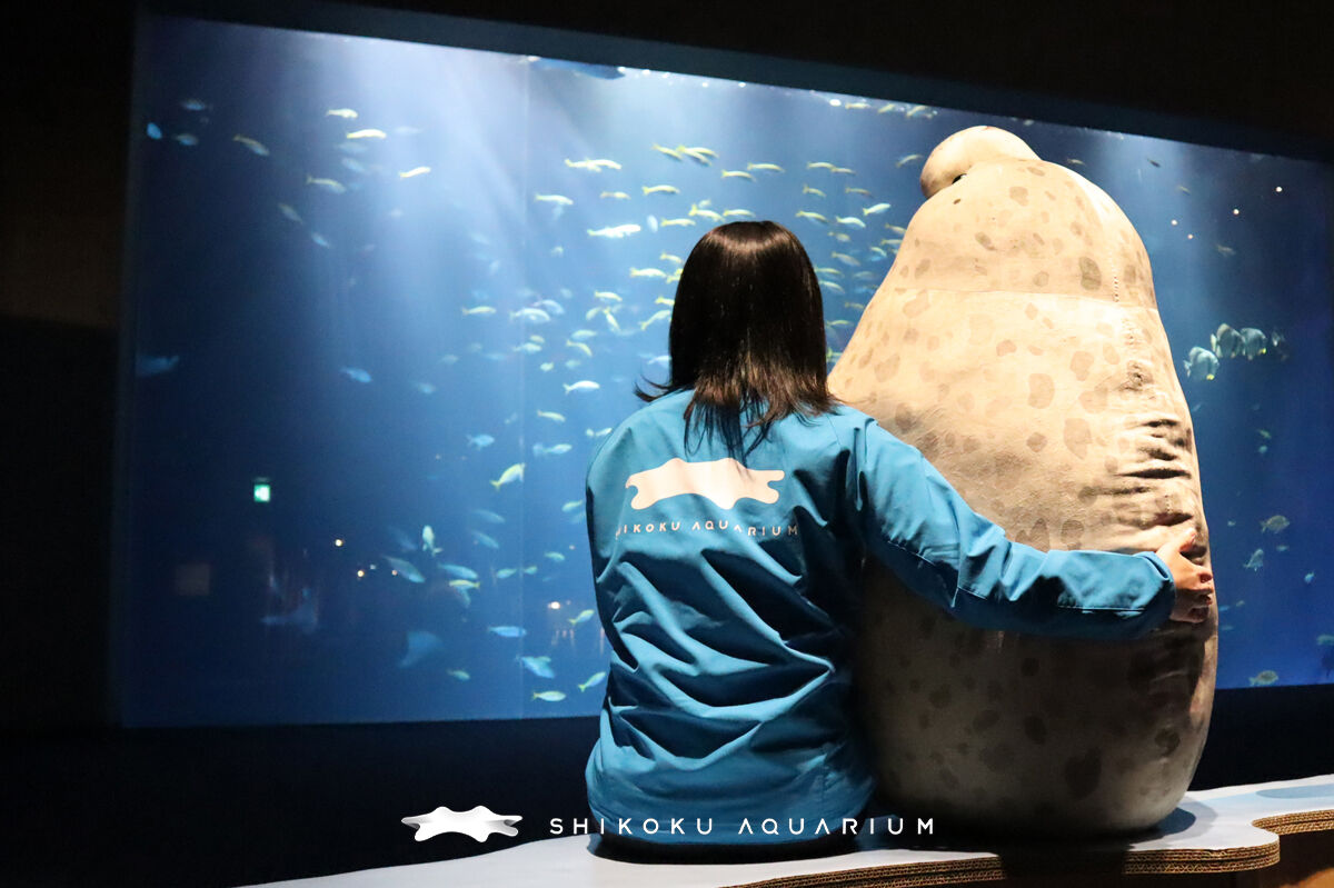 ぬいぐるみ ゴマフアザラシ特大 | 四国水族館ミュージアムショップ