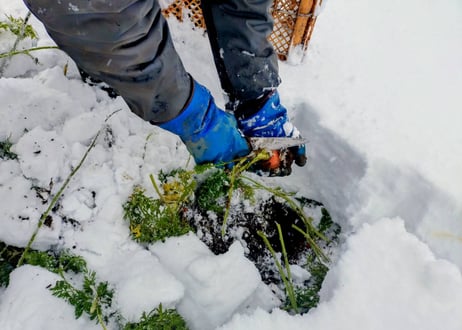 【ミニサイズ】甘み極上の雪下人参「灯かり」