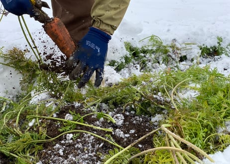🥕お試し用🥕甘み極上の雪下にんじん「灯かり(ひかり)」