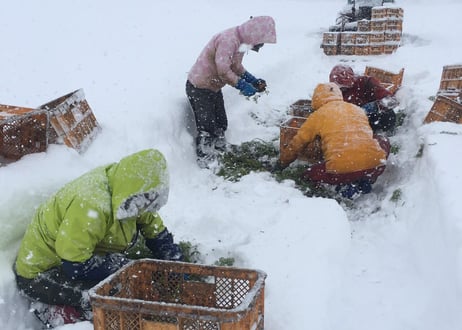 甘み極上の雪下にんじん「灯かり(ひかり)」
