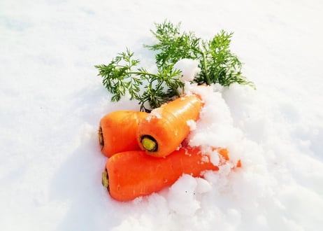 甘み極上の雪下にんじん「灯かり(ひかり)」
