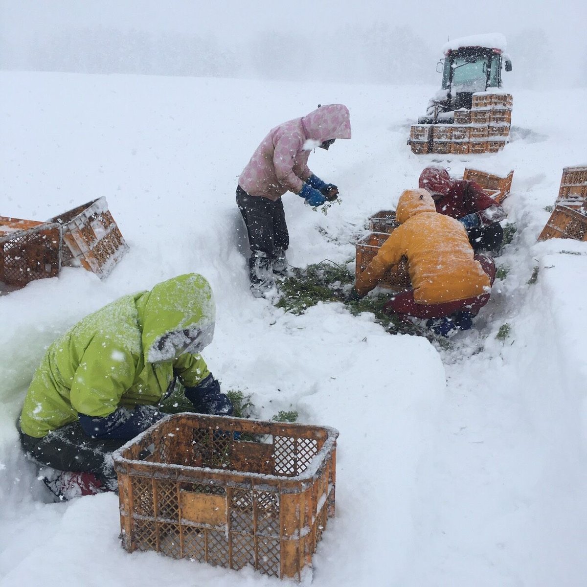 甘み極上の雪下ニンジン「灯かり(ヒカリ)」【訳あり品】 | 馬場農園 甘み極上の雪下ニンジン「灯かり(ヒカリ)」【訳あり品】 | 馬場農園