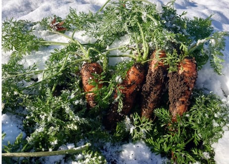 🥕お試し用🥕甘み極上の雪下にんじん「灯かり(ひかり)」