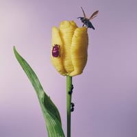 【6月24日発売】 あいみょん / おいしいパスタがあると聞いて [数量限定盤/カラーヴァイナル:2LP] WPJL-10299 新品レコード