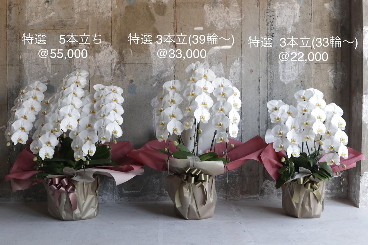 みー　万花賞A賞　Alban 8点 胡蝶蘭 5本立（つぼみを含む50輪以上）赤系ラッピング - 花鉢