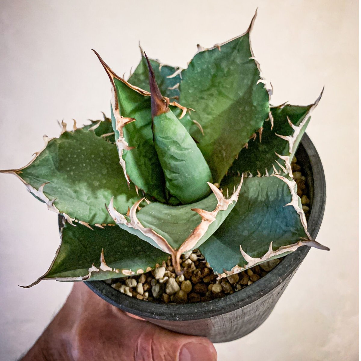 注目の福袋! アガベ チタノタ SE-A 植物/観葉植物 - resolvvtemp.com.br